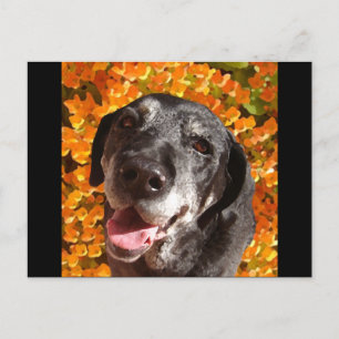 Cartão Postal Velho Labrador Preto