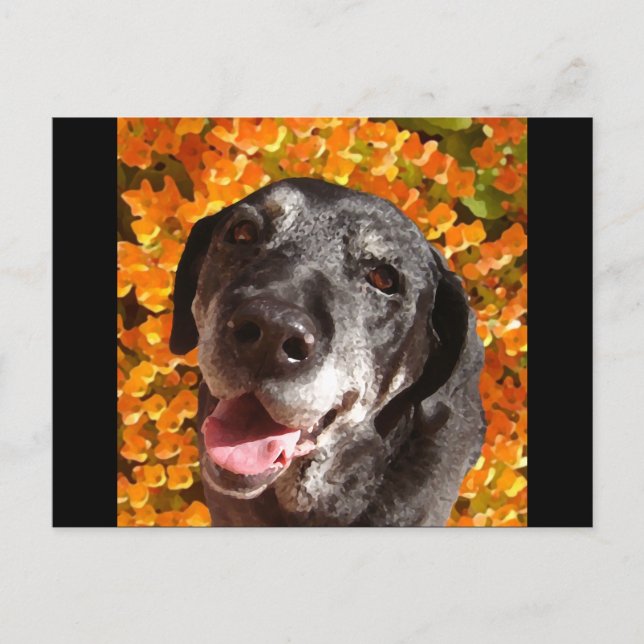 Cartão Postal Velho Labrador Preto (Frente)