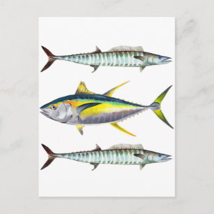 Cartão Postal vellowfin e wahofish