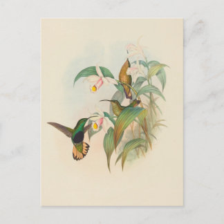 Cartão Postal Veludo-Mama De Altura Inchada | John Gould