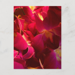 Cartão Postal Velvet