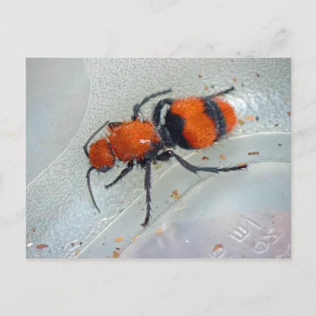 Cartão Postal Velvet Ant. (Frente)