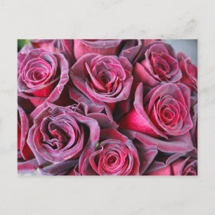 Cartão Postal Velvet Beauty