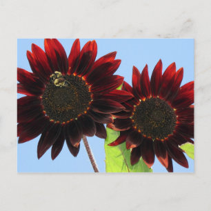 Cartão Postal Velvet Queen Sunflower