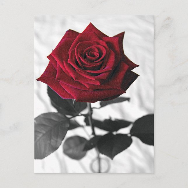 Cartão Postal VelvetRose (Frente)