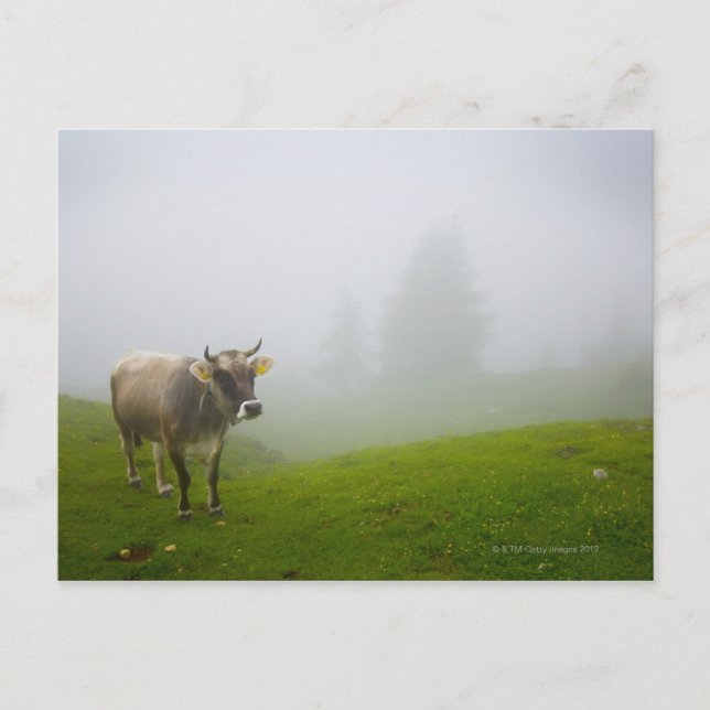 Cartão Postal veneto itália (Frente)