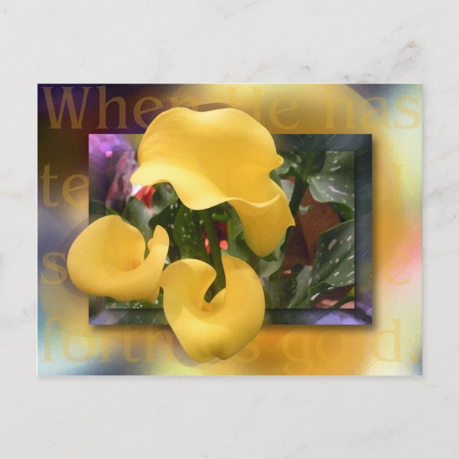 Cartão Postal Venha como Ouro (Frente)