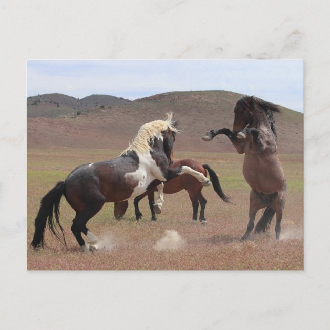 Cartão Postal Venha Pegar Um Pouco (Frente)