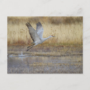 Cartão Postal venha voar comigo