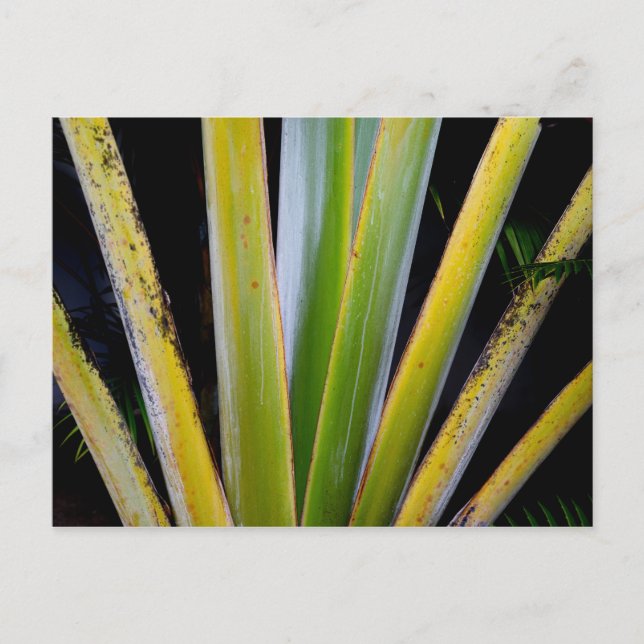 Cartão Postal Ventilador da Palm (Frente)