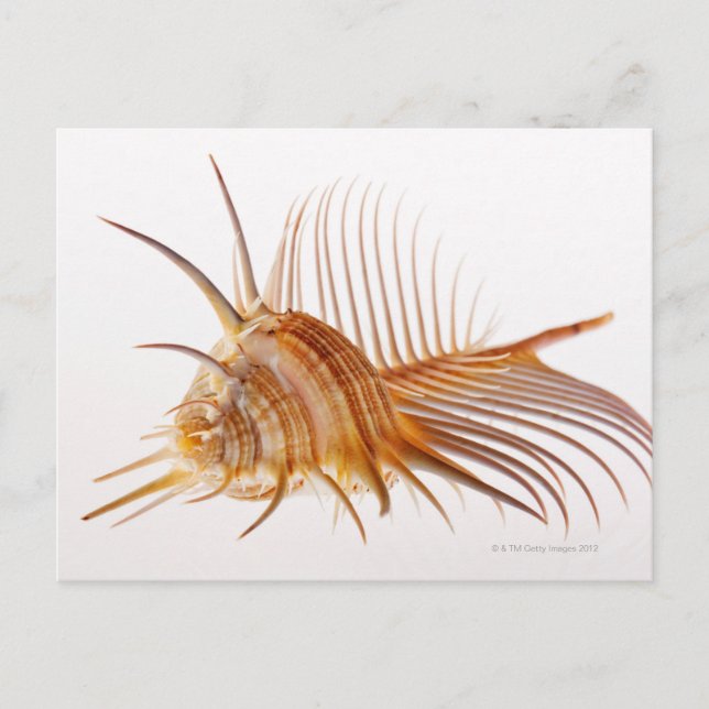 Cartão Postal Venus Comb Murex shell (Murex pectin) contra (Frente)