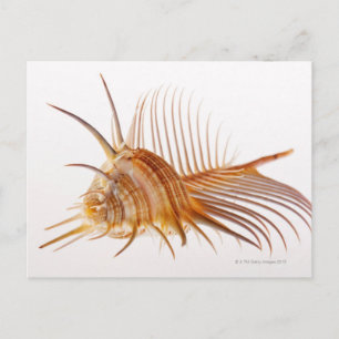 Cartão Postal Venus Comb Murex shell (Murex pectin) contra