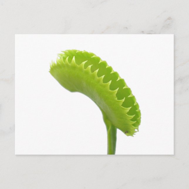 Cartão Postal Venus Fly Trap (Frente)