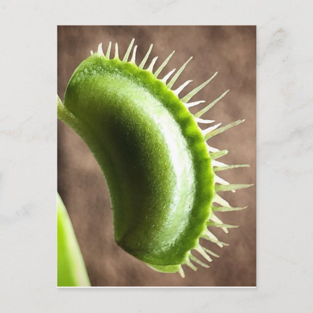 Cartão Postal Venus Fly Trap (Frente)