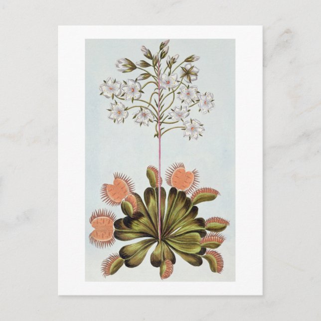 Cartão Postal Venus Fly-trap, prato 84, da Coleção Precieu (Frente)