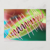 Venus Flytrap