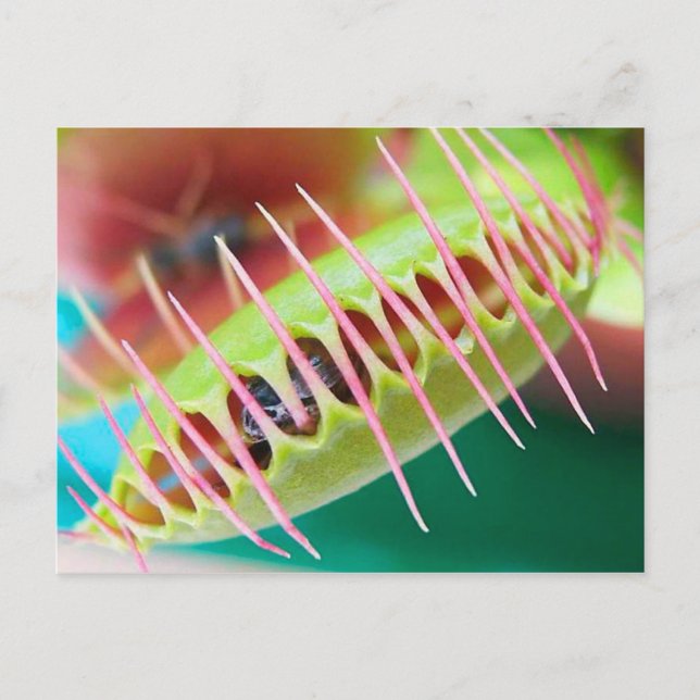 Cartão Postal Venus Flytrap (Frente)
