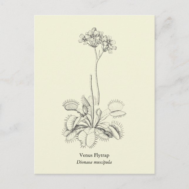 Cartão Postal Venus Flytrap, Planta Carnívora (Frente)