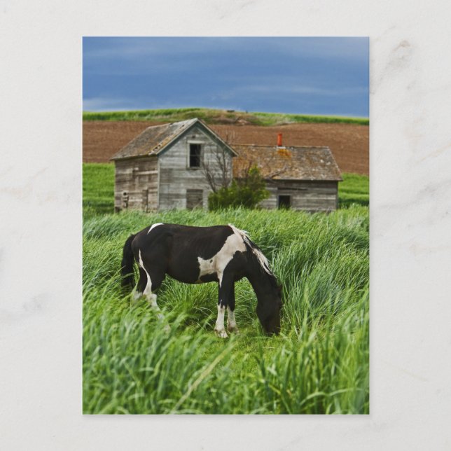 Cartão Postal Ver cavalos num campo na Palha 2 (Frente)