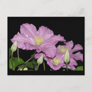 Cartão Postal ~ Verão 13 ~