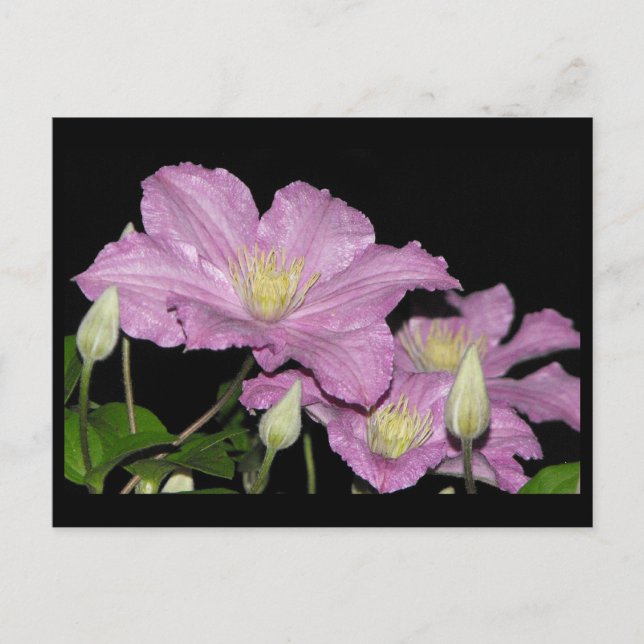 Cartão Postal ~ Verão 13 ~ (Frente)