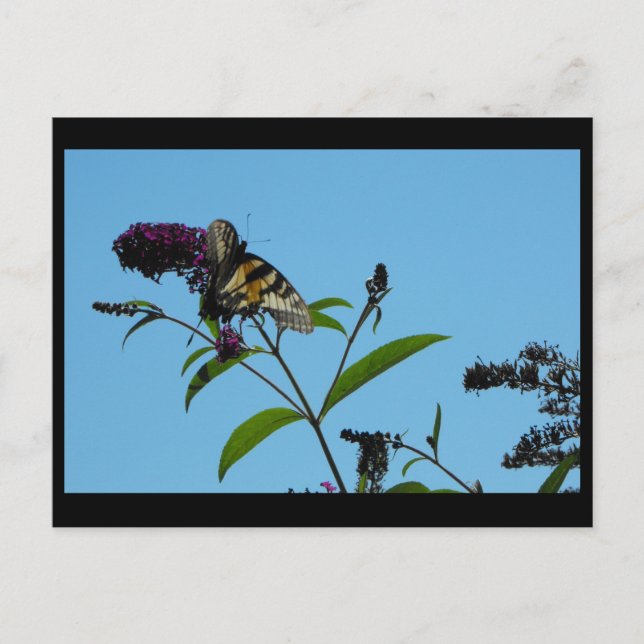 Cartão Postal ~ Verão 19 ~ (Frente)