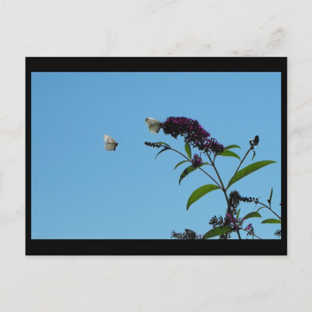 Cartão Postal ~ Verão 20 ~ (Frente)