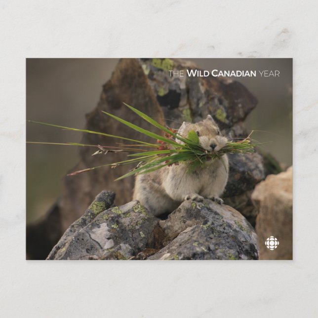 Cartão Postal Verão - América Latina (Frente)