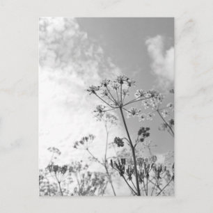 Cartão Postal Verão de flor selvagem