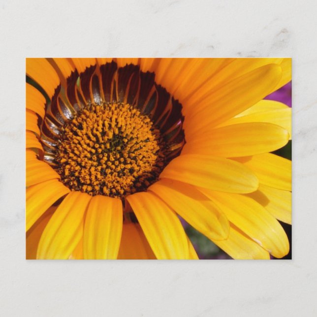 Cartão Postal Verão em Flor (Frente)
