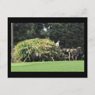 Cartão Postal ~ Verão em Lancaster County ~ 57