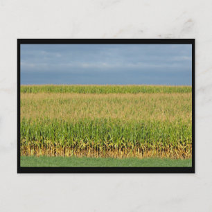 Cartão Postal ~ Verão em Lancaster County ~ 82