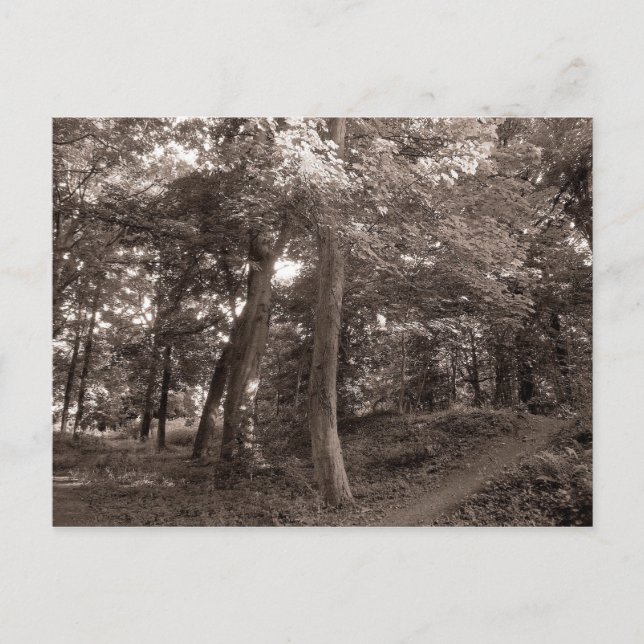 Cartão Postal Verão na floresta (Frente)