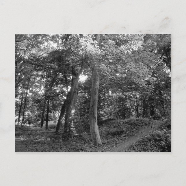Cartão Postal Verão na floresta (Frente)