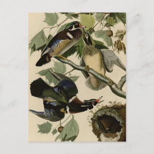 Cartão Postal Verão ou pato de madeira