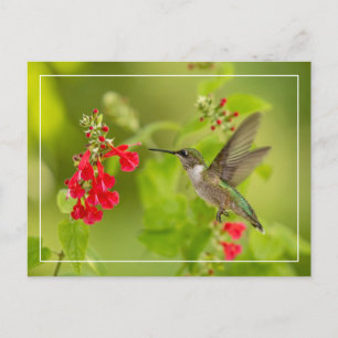 Cartão Postal Verão Verde Suave