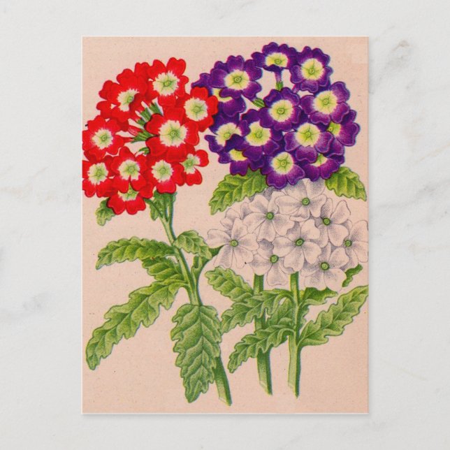 Cartão Postal verbena flores em vermelho e roxo (Frente)