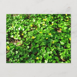 Cartão Postal verde é lindo