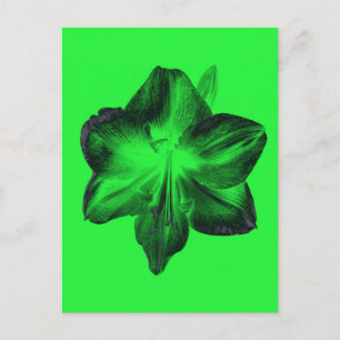 Cartão Postal Verde Escuro sobre o Amaryllis Verde Claro