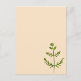 Cartão Postal verde primavera