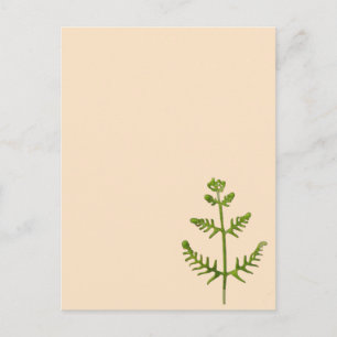 Cartão Postal verde primavera