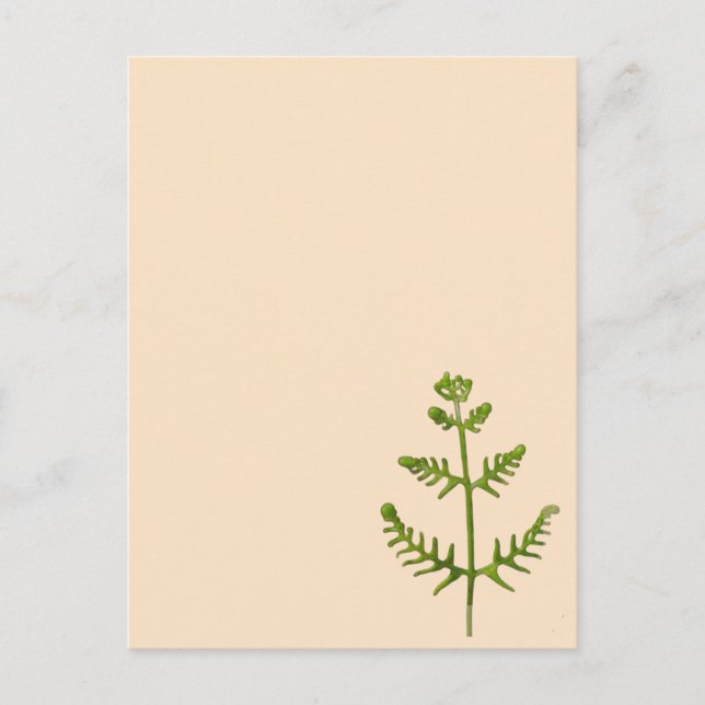 Cartão Postal verde primavera (Frente)