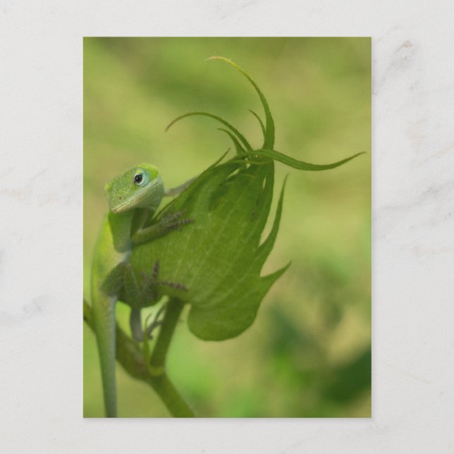 Cartão Postal Verdes do Sul (Frente)