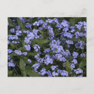 Cartão Postal Vergissmeinnicht