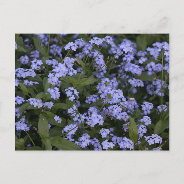 Cartão Postal Vergissmeinnicht (Frente)