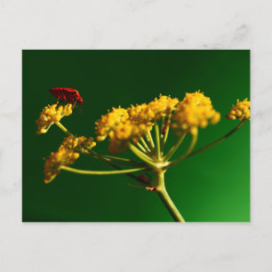 Cartão Postal Vermelho - Amarelo - Verde