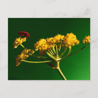 Cartão Postal Vermelho - Amarelo - Verde