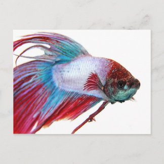 Cartão Postal Vermelho Branco e Azul (Peixes sobre fundo branco)