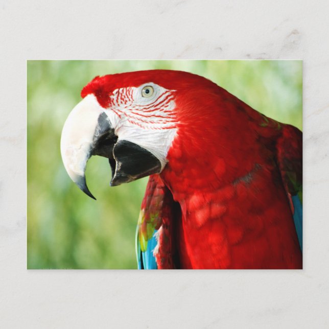 Cartão Postal Vermelho Brilhante (Frente)