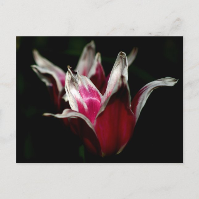 Cartão Postal Vermelho e Branco em Preto (Frente)